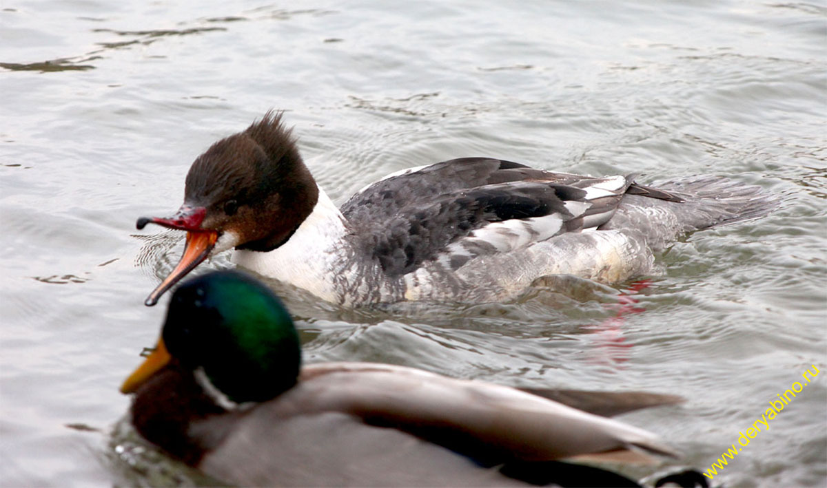   Mergus merganser Goosander