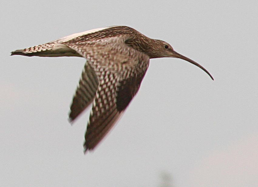   Numenius arquata Eurasian Curlew