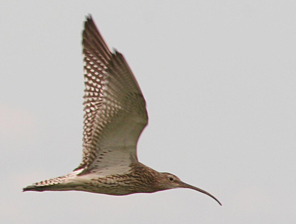   Numenius arquata Eurasian Curlew