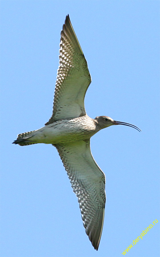   Numenius arquata Eurasian Curlew