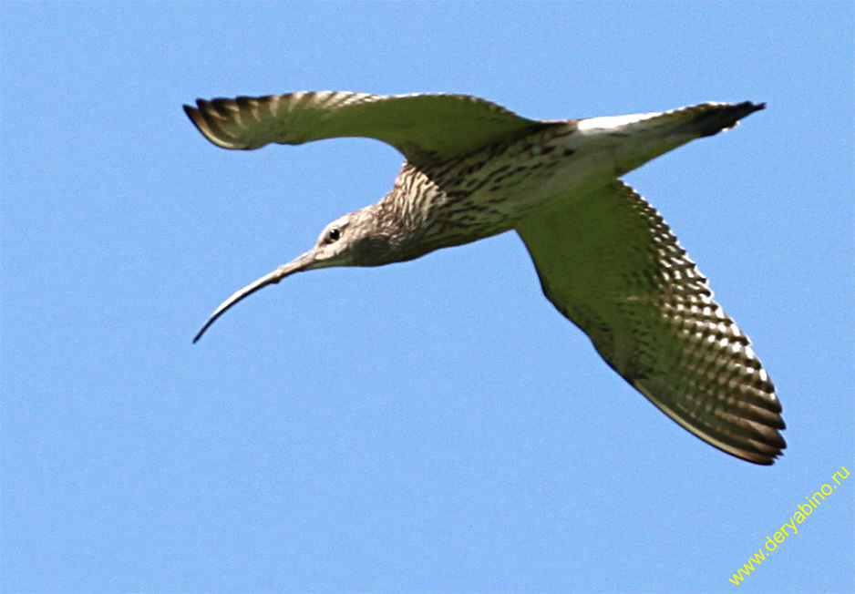   Numenius arquata Eurasian Curlew