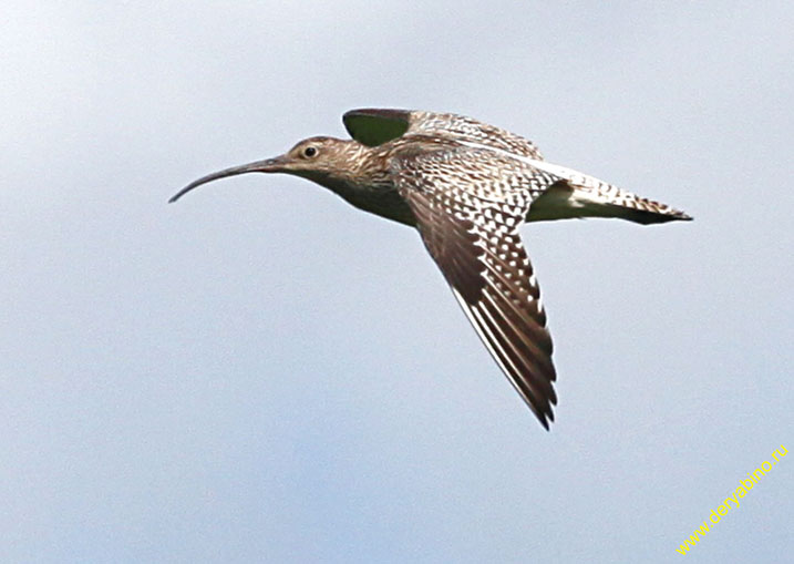   Numenius arquata Eurasian Curlew