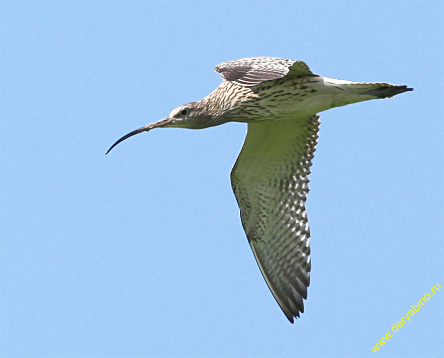   Numenius arquata Eurasian Curlew