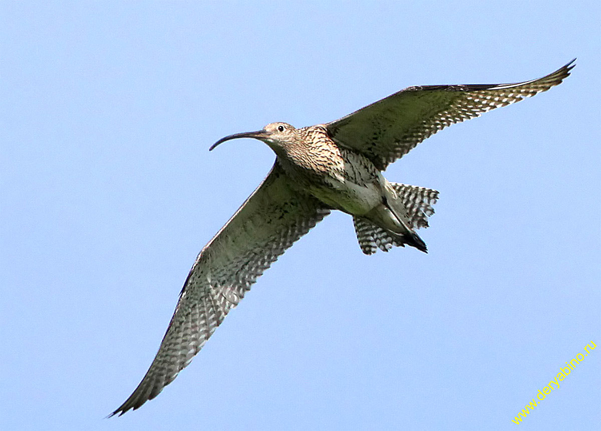   Numenius arquata Eurasian Curlew