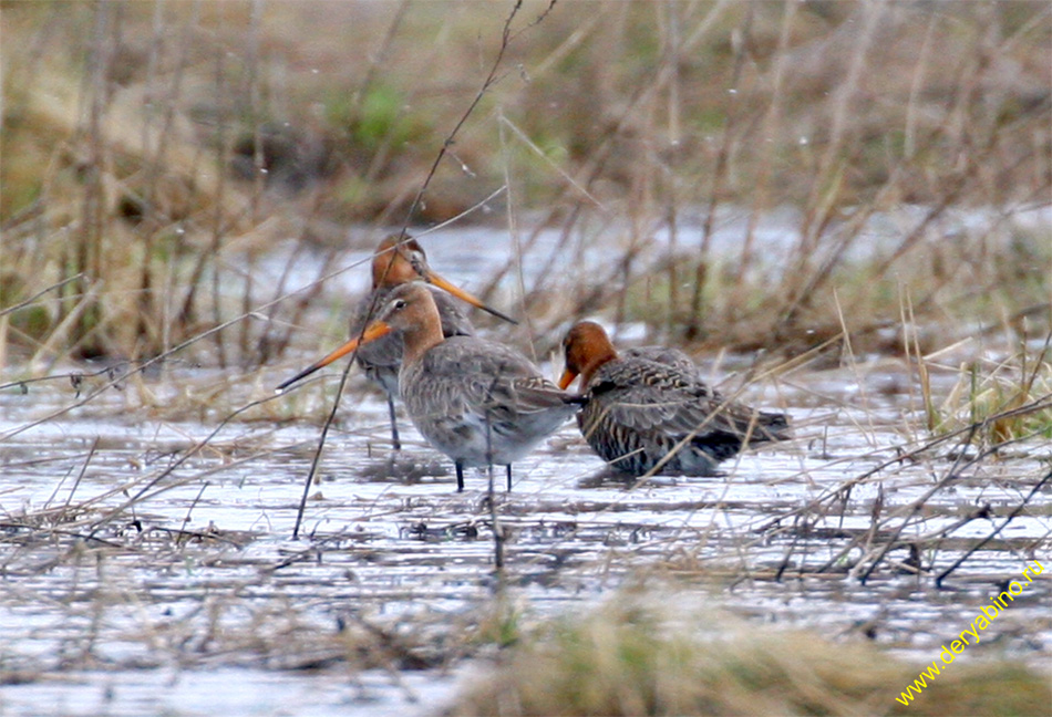   Limosa limosa Black-tailed Godwit