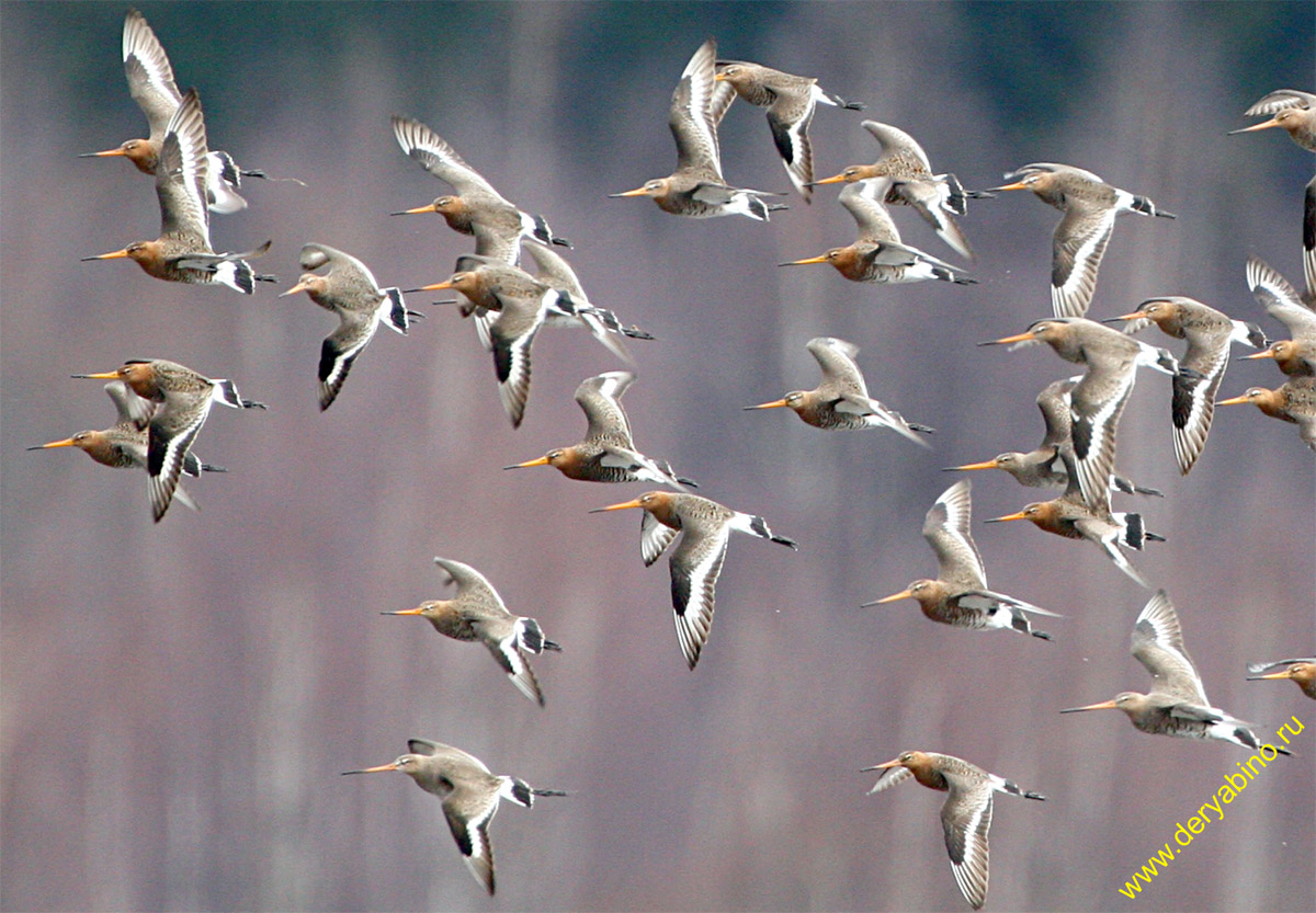   Limosa limosa Black-tailed Godwit