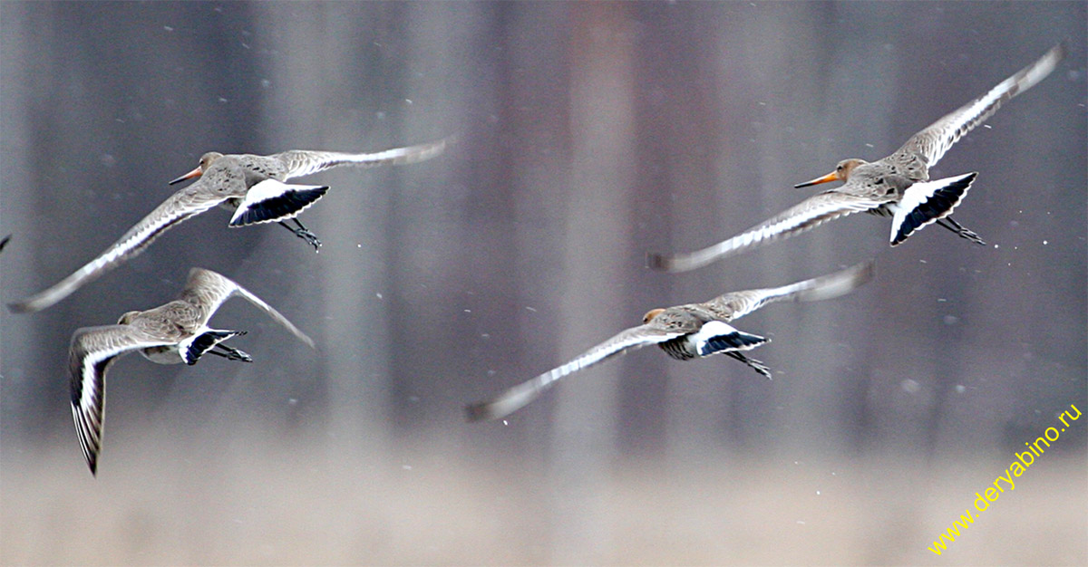   Limosa limosa Black-tailed Godwit