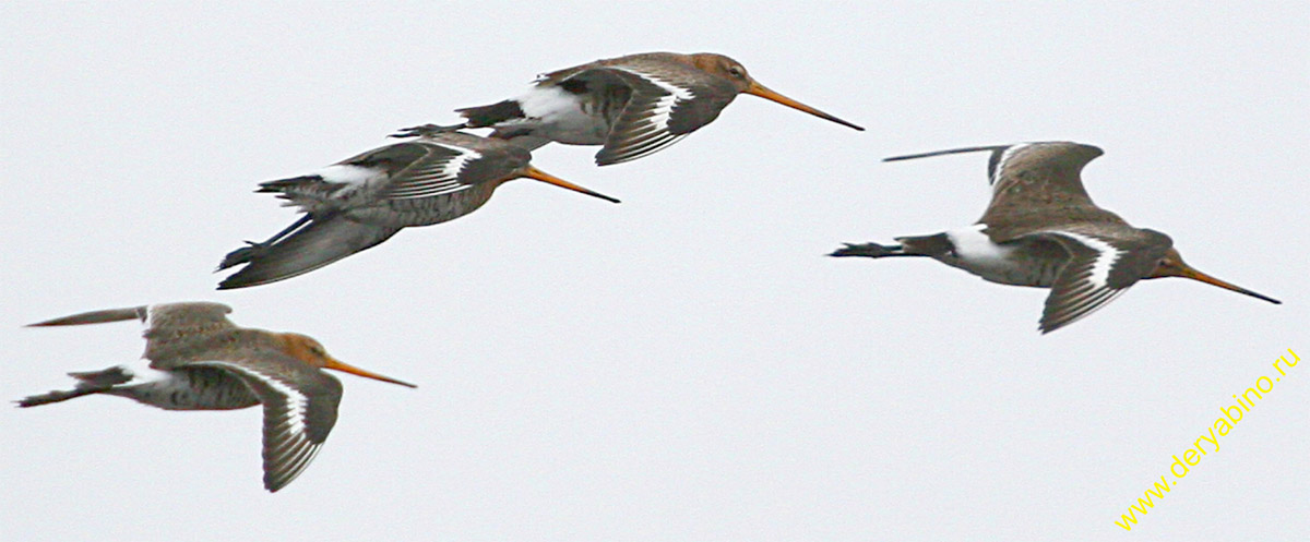   Limosa limosa Black-tailed Godwit