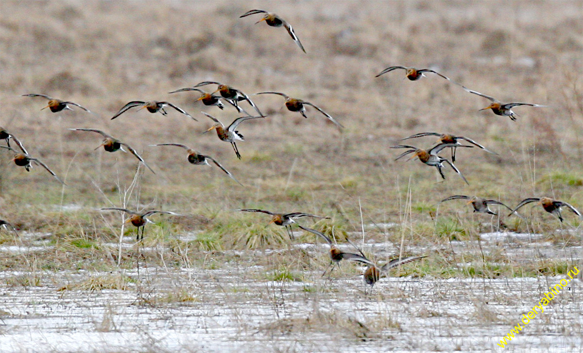   Limosa limosa Black-tailed Godwit