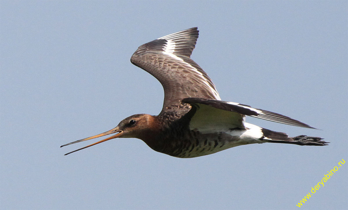   Limosa limosa Black-tailed Godwit