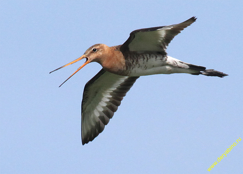   Limosa limosa Black-tailed Godwit