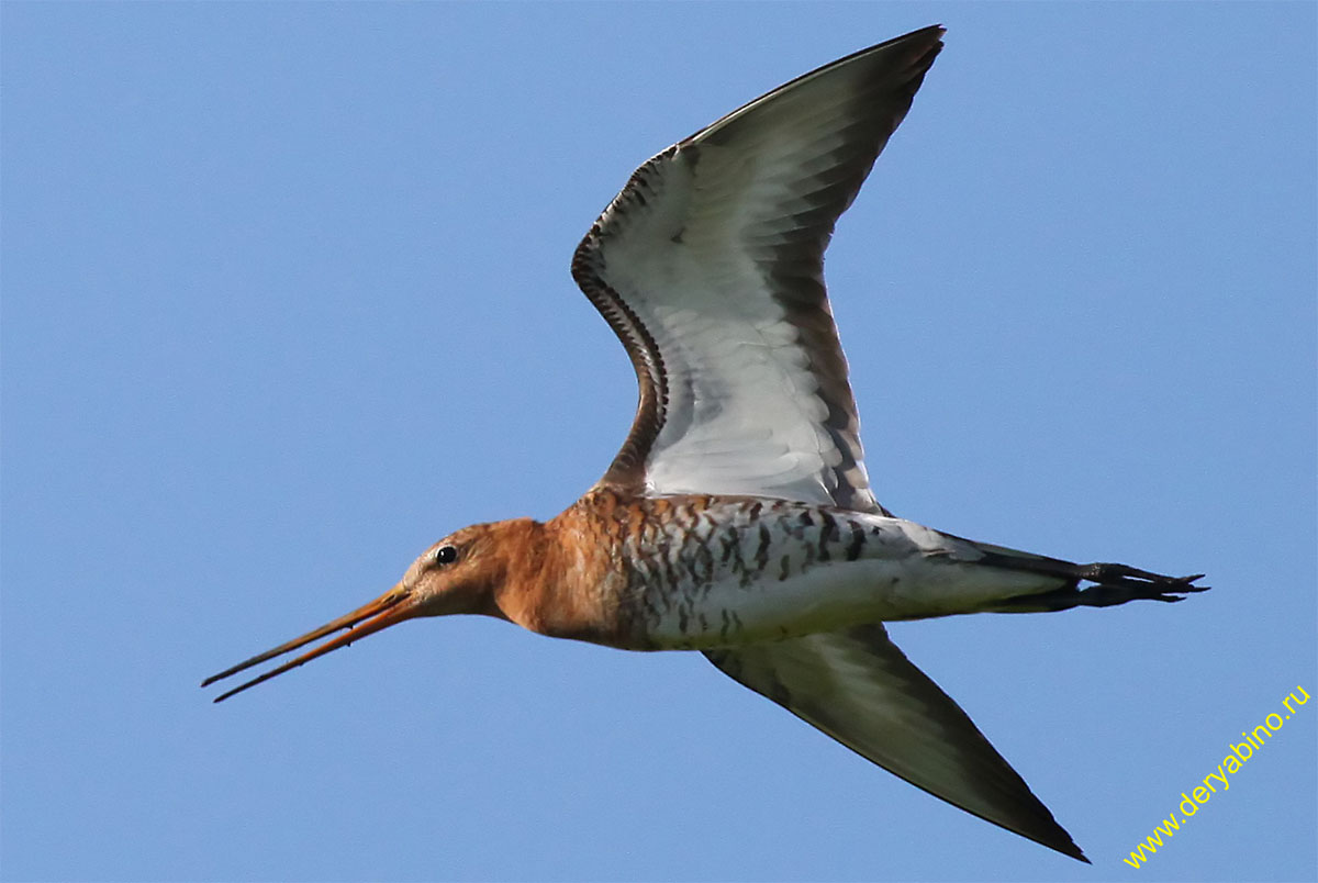   Limosa limosa Black-tailed Godwit