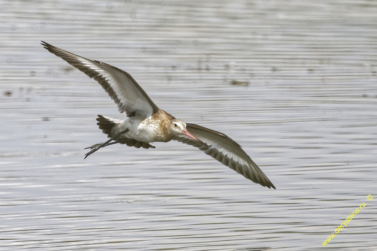   Limosa limosa Black-tailed Godwit