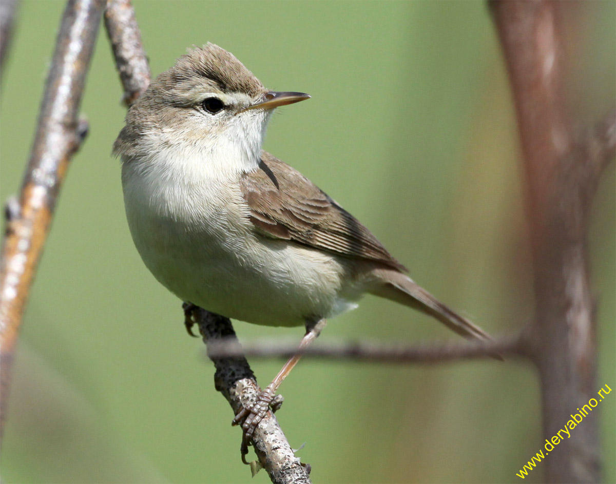  Hippolais calligata Booted Warbler