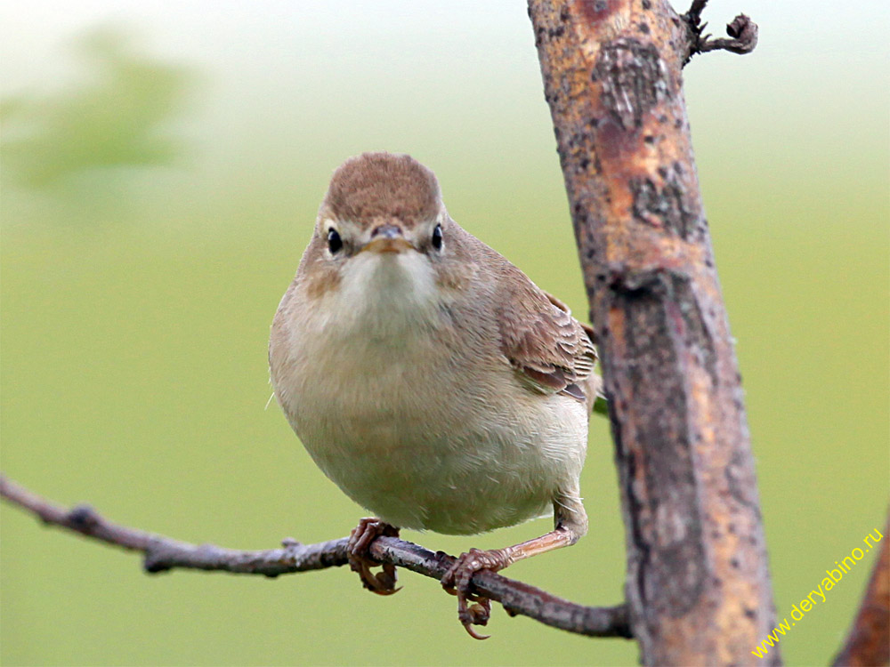  Hippolais calligata Booted Warbler