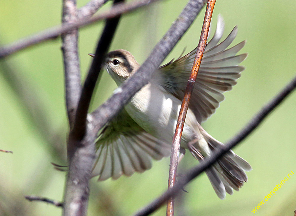  Hippolais calligata Booted Warbler