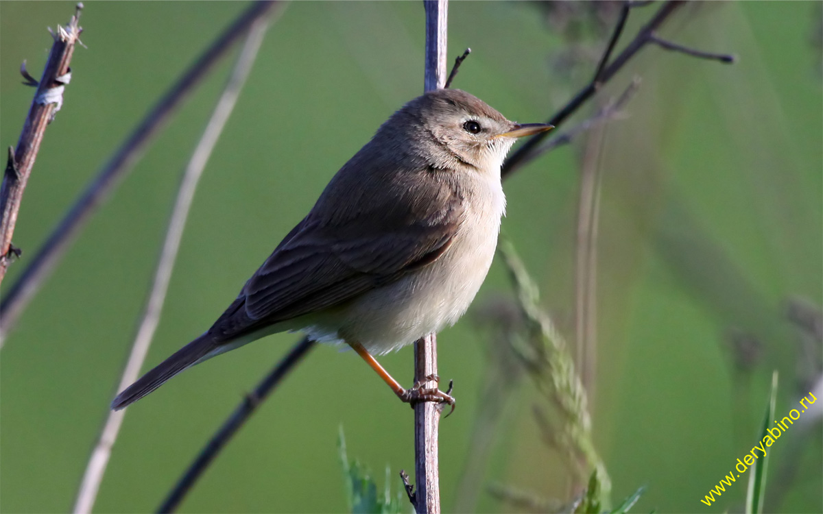  Hippolais calligata Booted Warbler