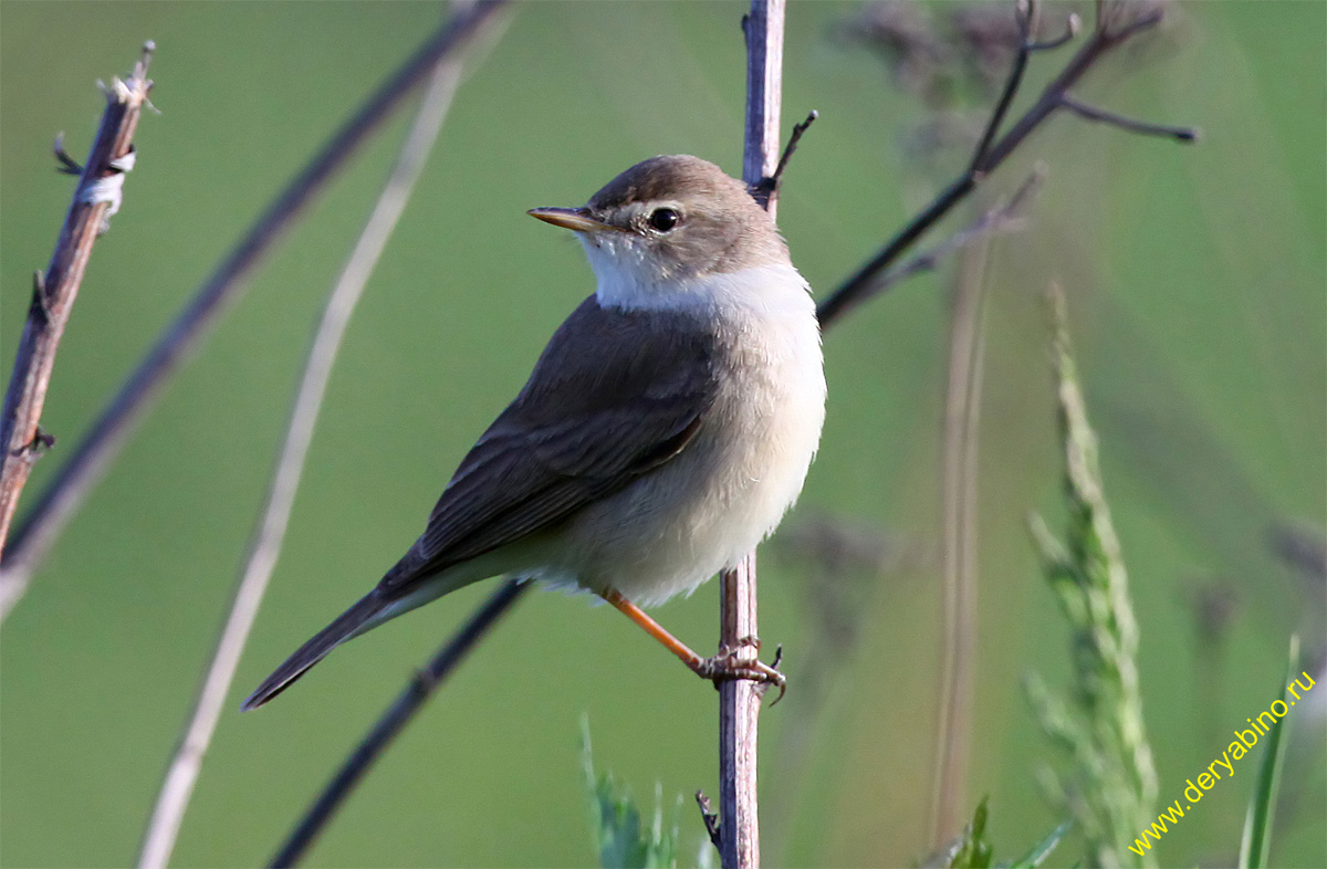  Hippolais calligata Booted Warbler