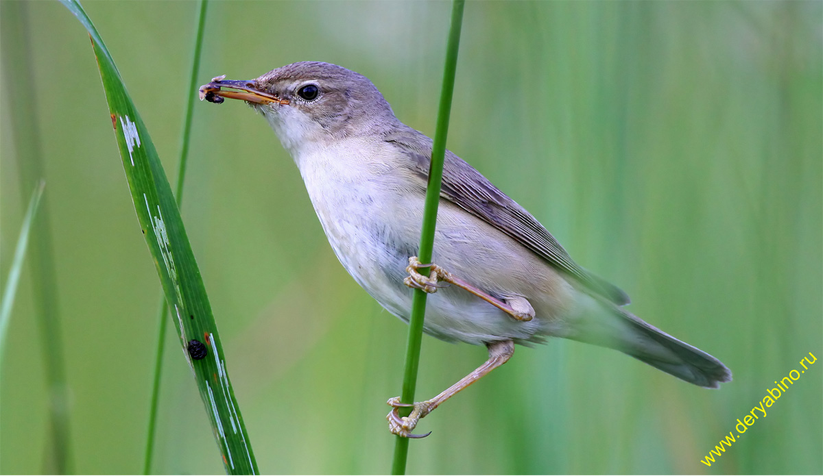  Hippolais calligata Booted Warbler