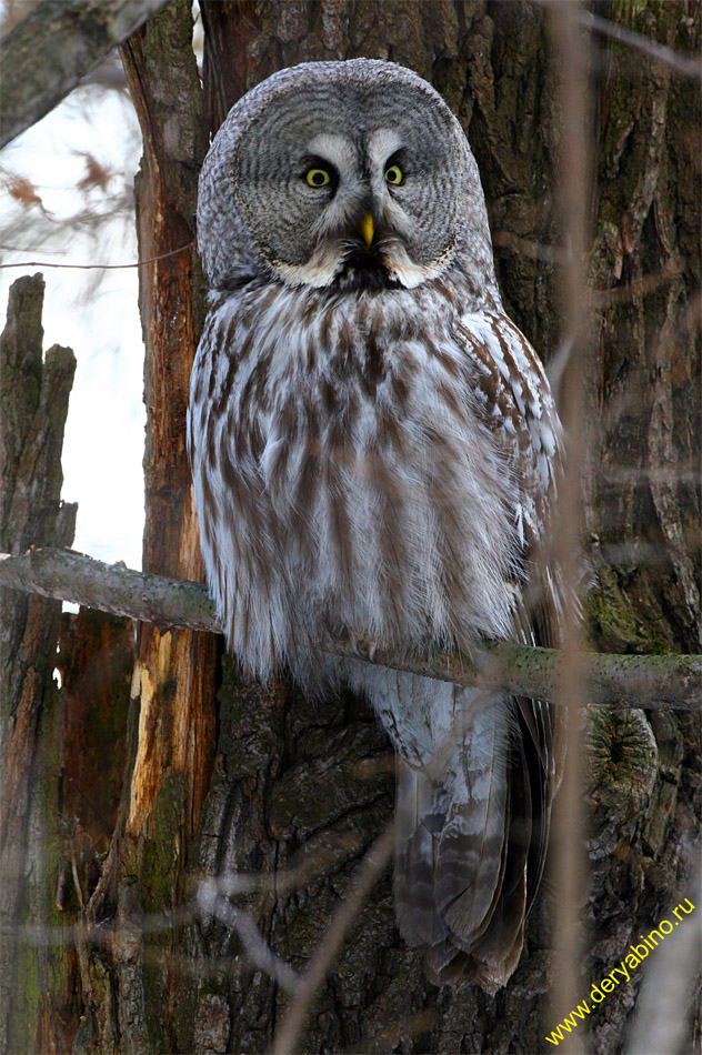   Strix nebulosa Great Grey Owl