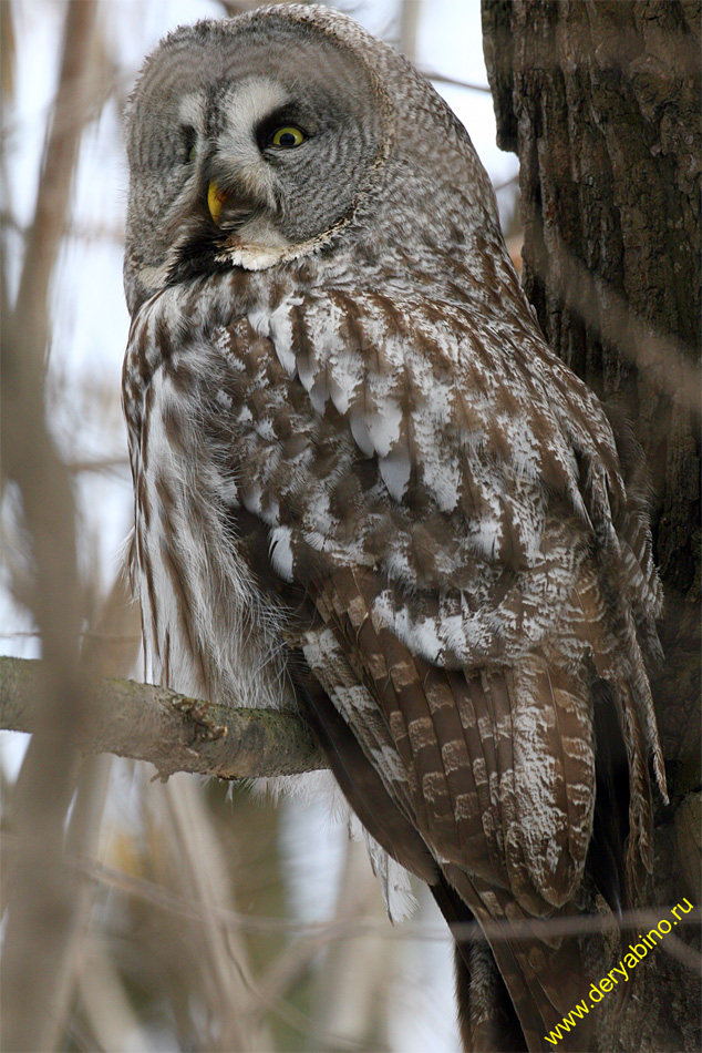   Strix nebulosa Great Grey Owl