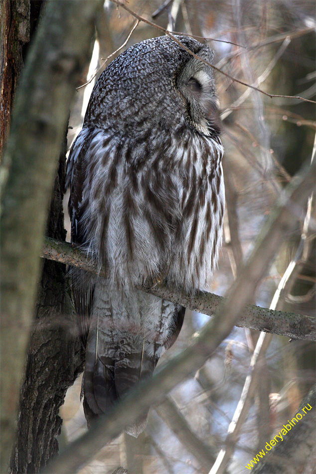   Strix nebulosa Great Grey Owl