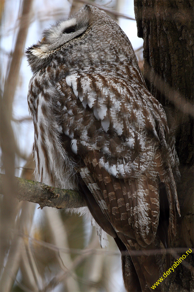   Strix nebulosa Great Grey Owl