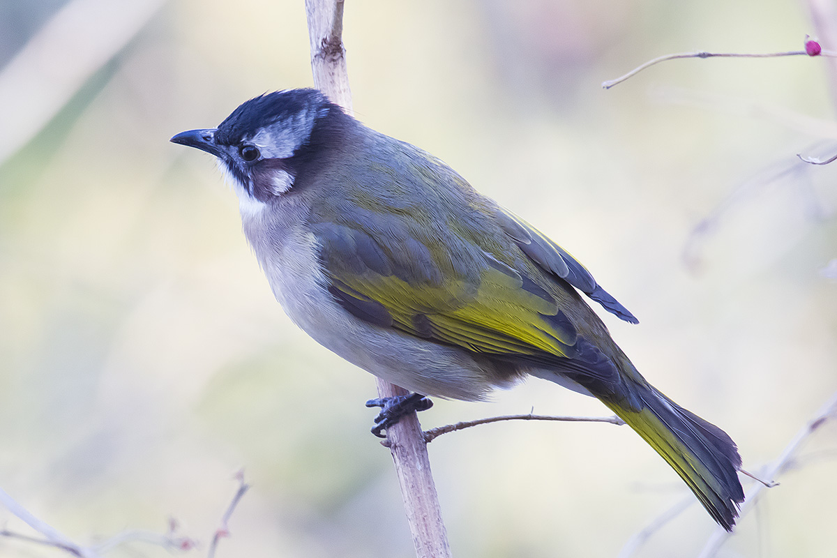   Pycnonotus sinensis Light-vented bulbul