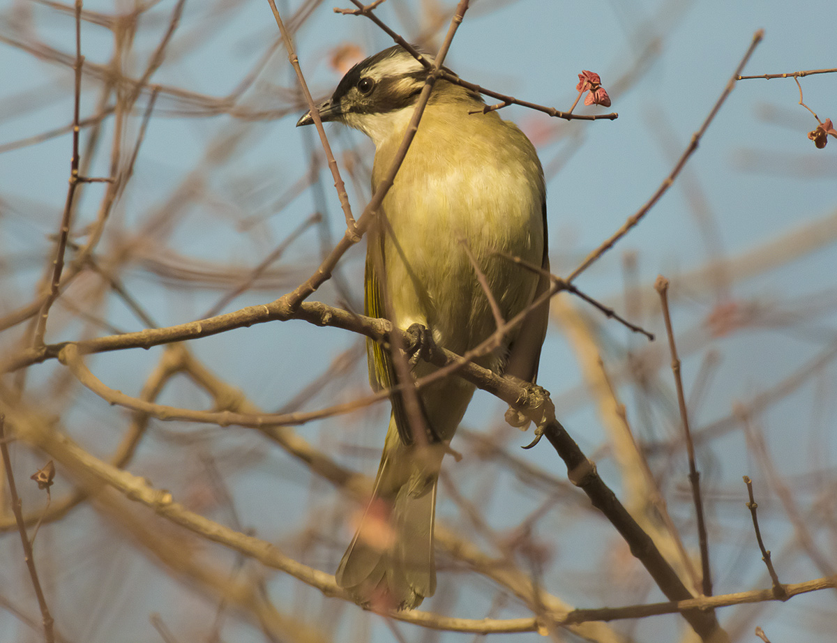   Pycnonotus sinensis Light-vented bulbul