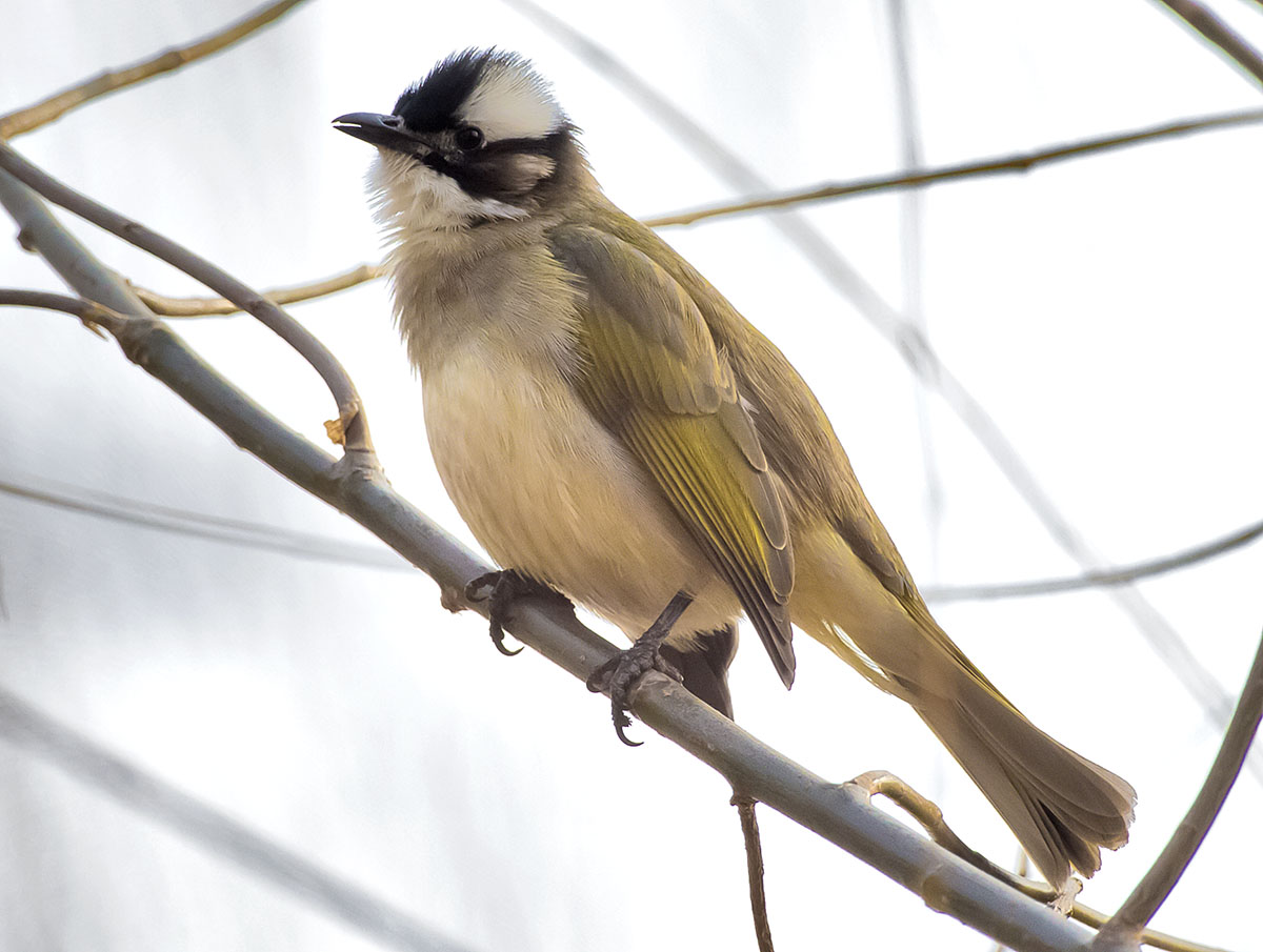   Pycnonotus sinensis Light-vented bulbul