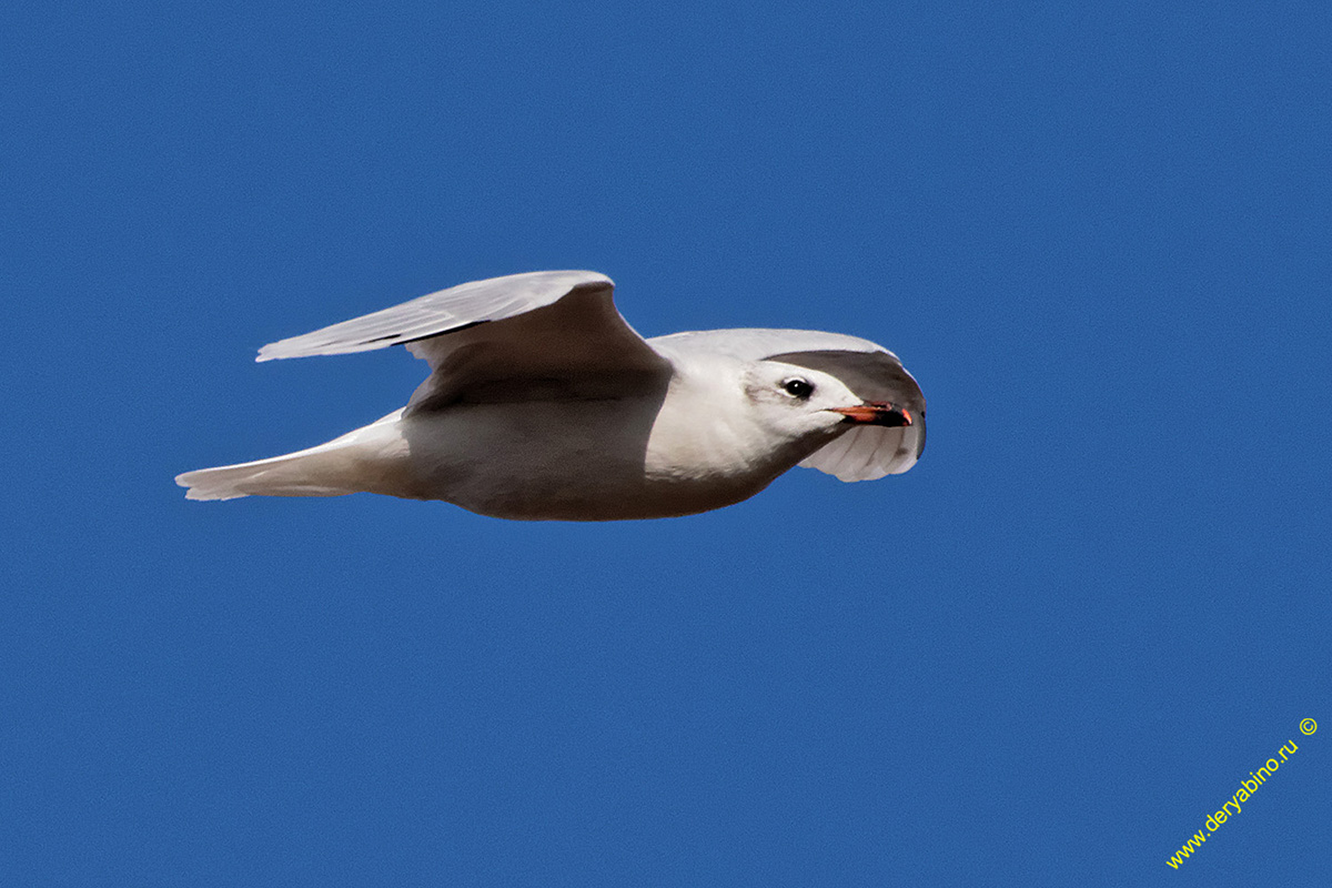   Larus melanocephalus Mediterranean gull