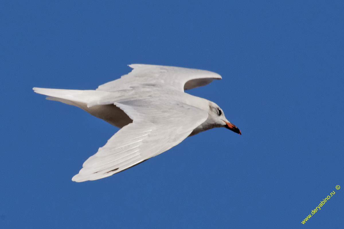   Larus melanocephalus Mediterranean gull