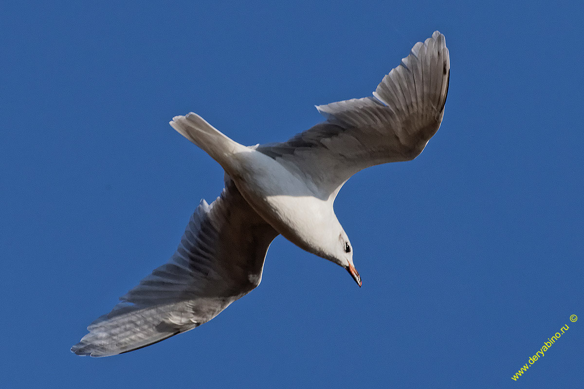   Larus melanocephalus Mediterranean gull