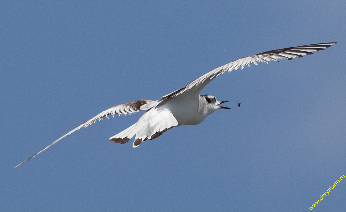   Larus minutus Little Gull