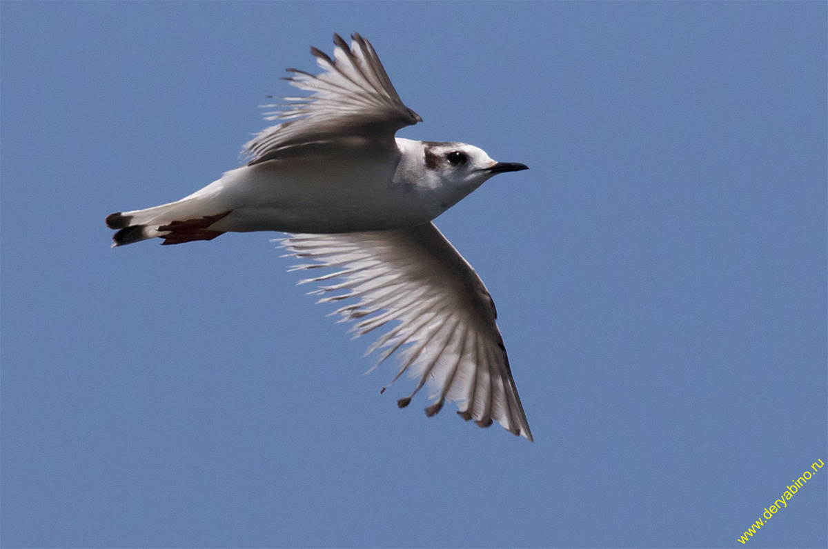   Larus minutus Little Gull