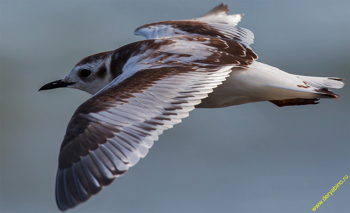   Larus minutus Little Gull