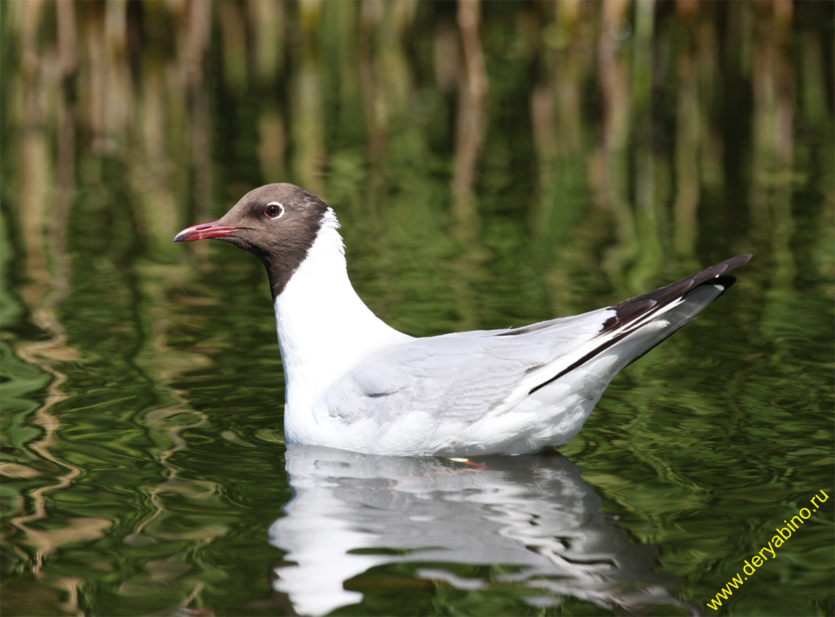   Larus ridibundus Black-headed Gull