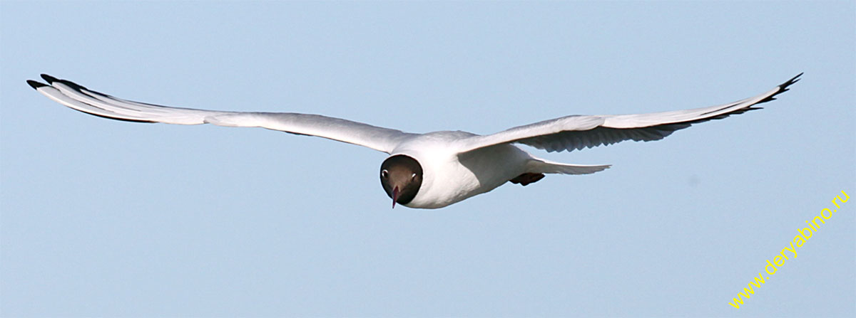   Larus ridibundus Black-headed Gull