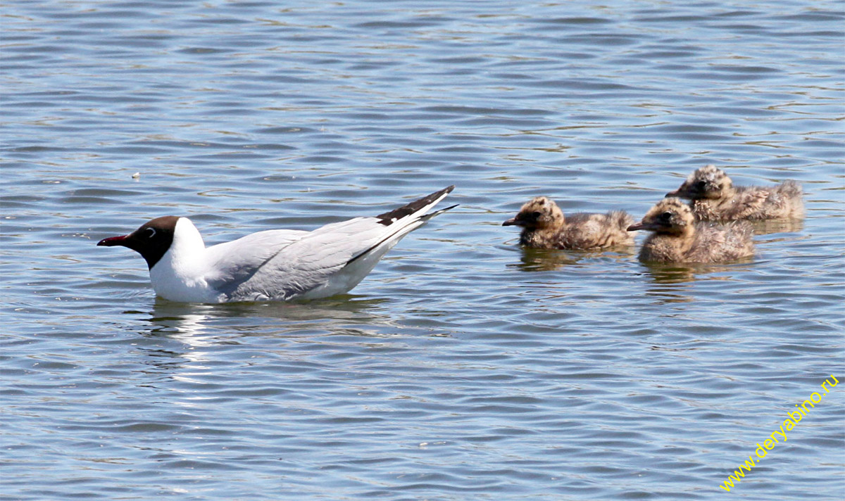   Larus ridibundus Black-headed Gull