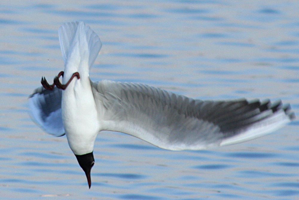   Larus ridibundus Black-headed Gull