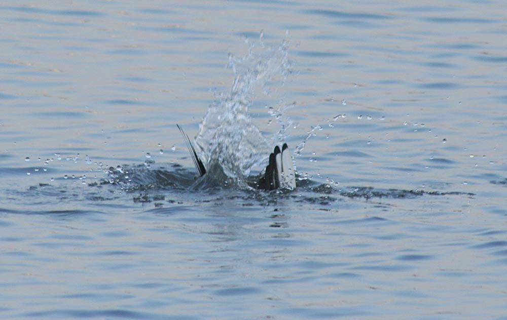   Larus ridibundus Black-headed Gull