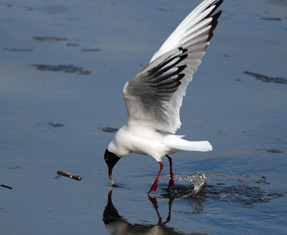   Larus ridibundus Black-headed Gull