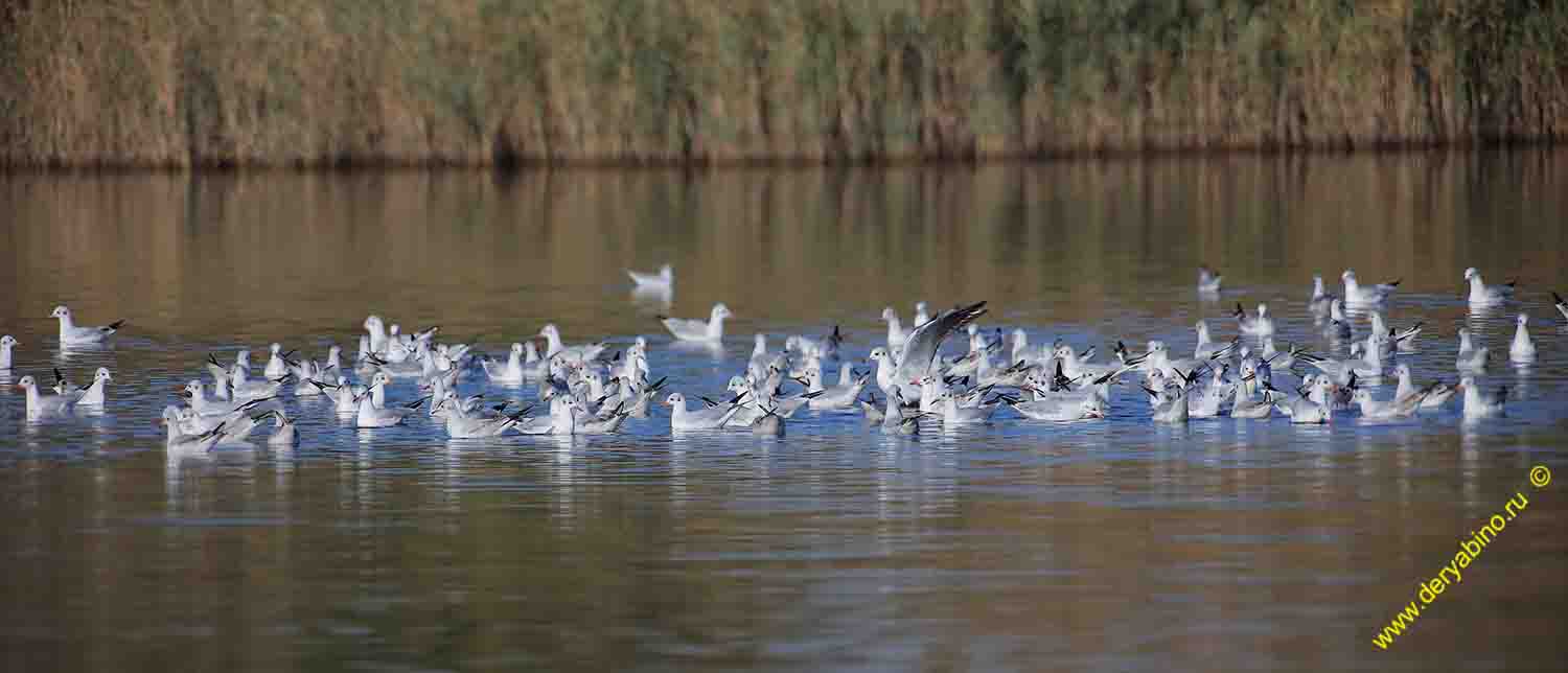   Larus ridibundus Black-headed Gull