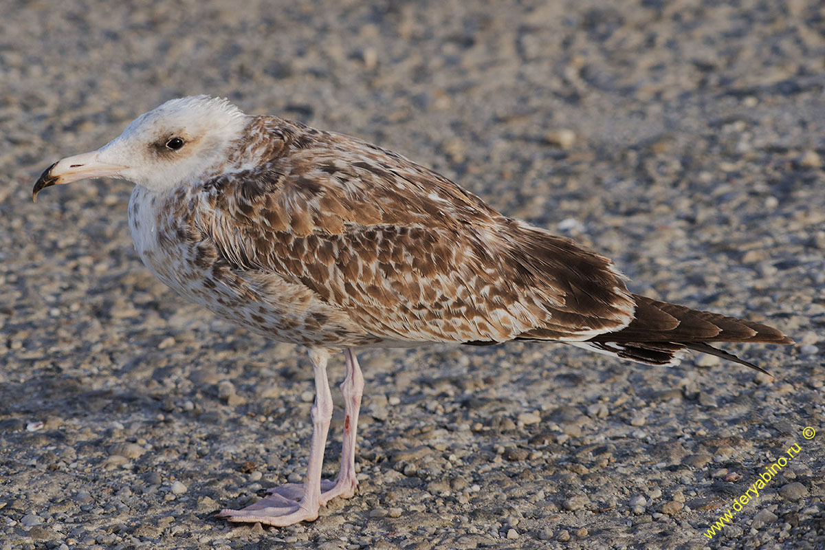   Larus michahellis Yellow-legged gull