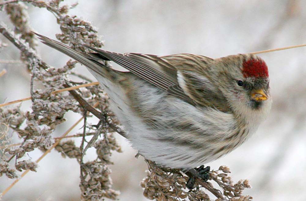  Acanthis flammea Common Redpoll