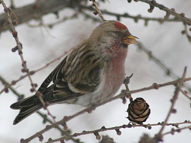  Acanthis flammea Common Redpoll