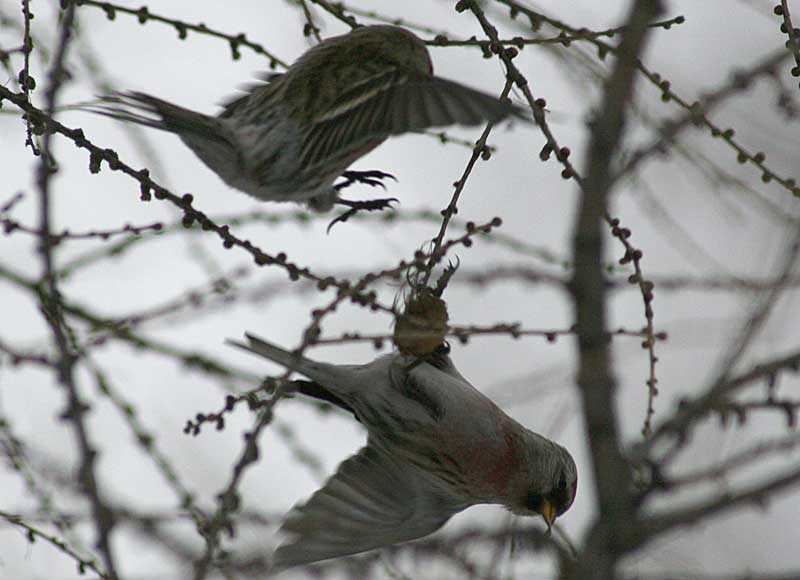  Acanthis flammea Common Redpoll