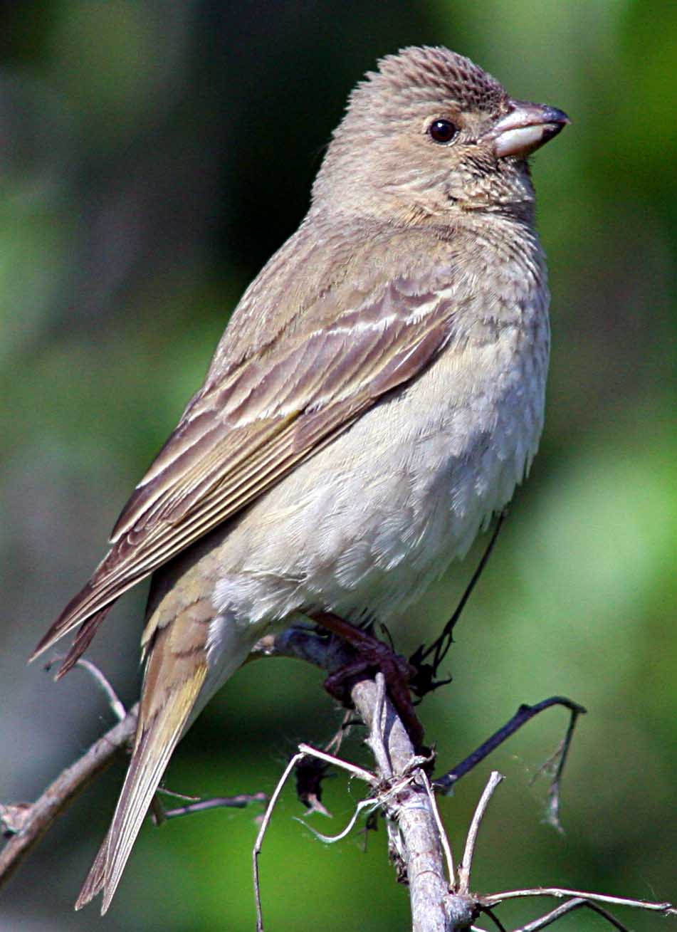  Carpodacus erythrinus Common Rosefinch