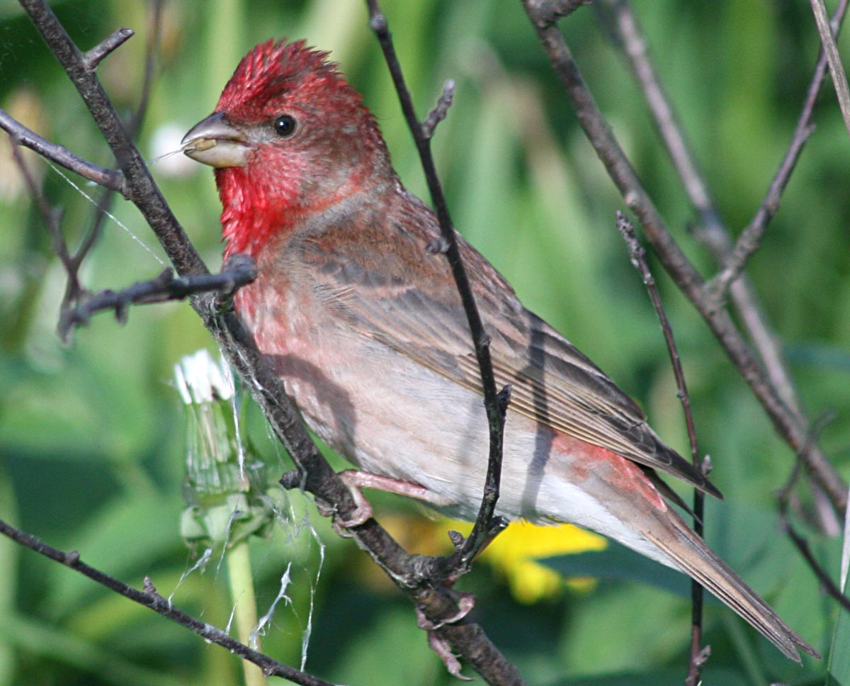  Carpodacus erythrinus Common Rosefinch