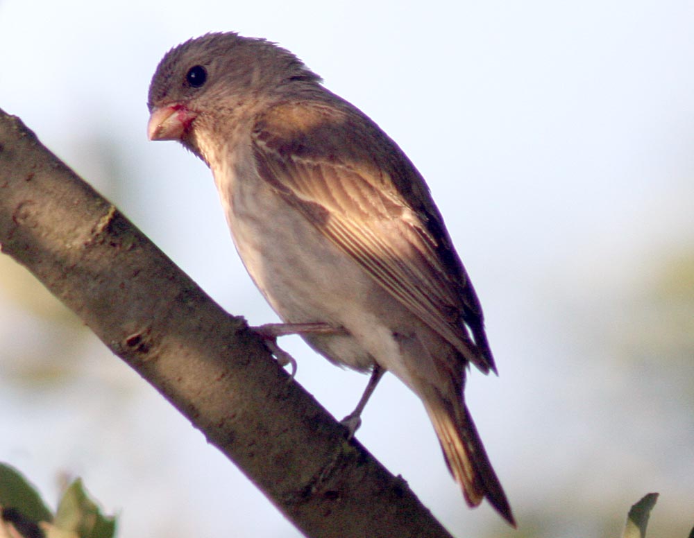  Carpodacus erythrinus Common Rosefinch